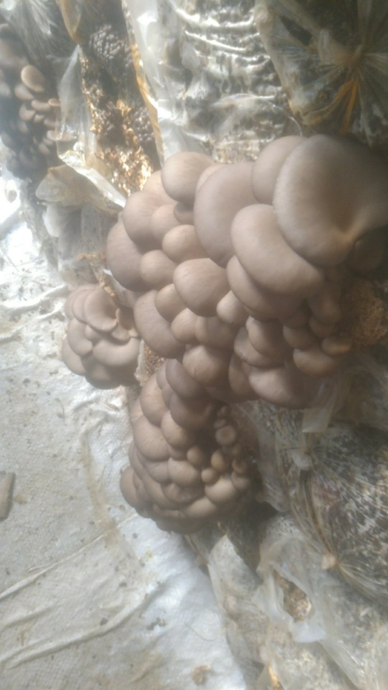 蘑菇平菇欢迎新老客户洽谈大量上市欢迎前来合作，现采现卖，