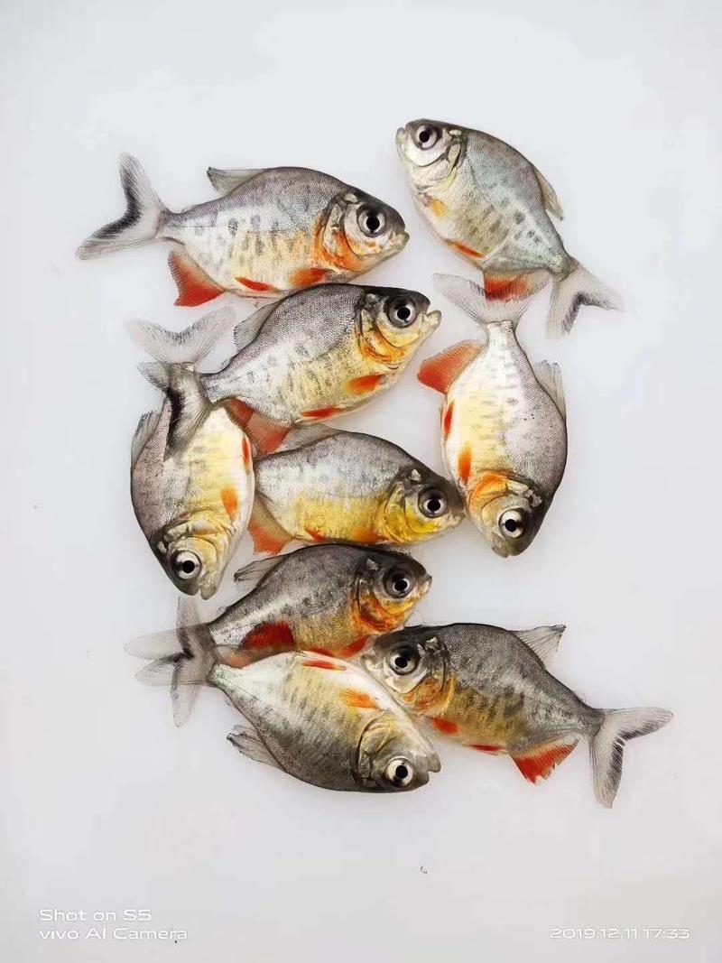 淡水白鲳鱼苗，生长速度快，易捕捞，渔场直销，大量批发。