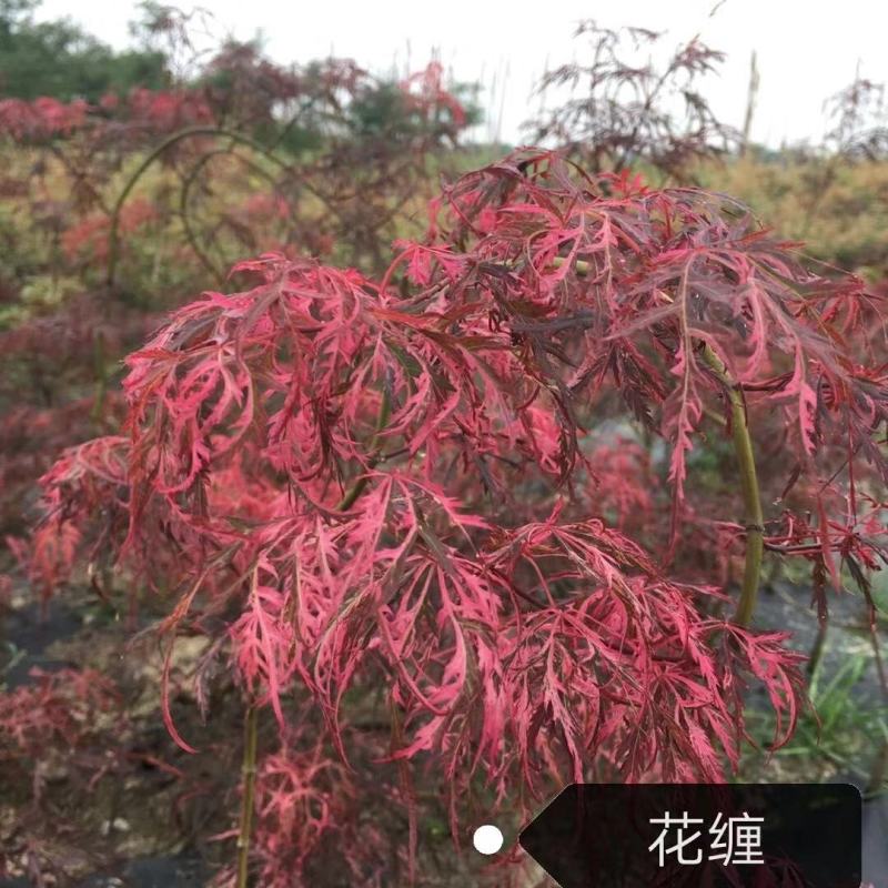 羽毛枫羽毛枫小苗石榴红青龙羽毛枫5/20公分工程苗