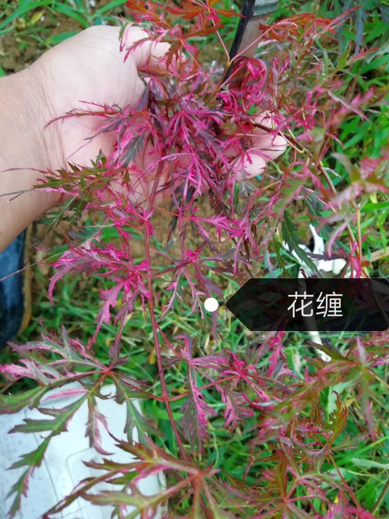 羽毛枫羽毛枫小苗石榴红青龙羽毛枫5/20公分工程苗