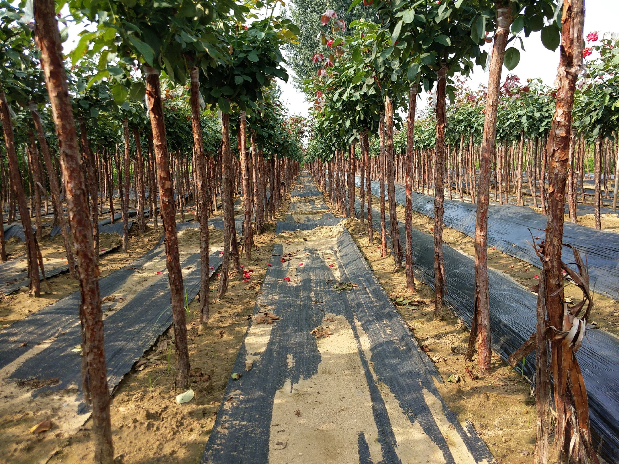 一处城市公园冬季花坛中，数株大花月季与其他耐寒花卉共同构成彩色花境，其中一朵黄色大花月季正处于盛放状态