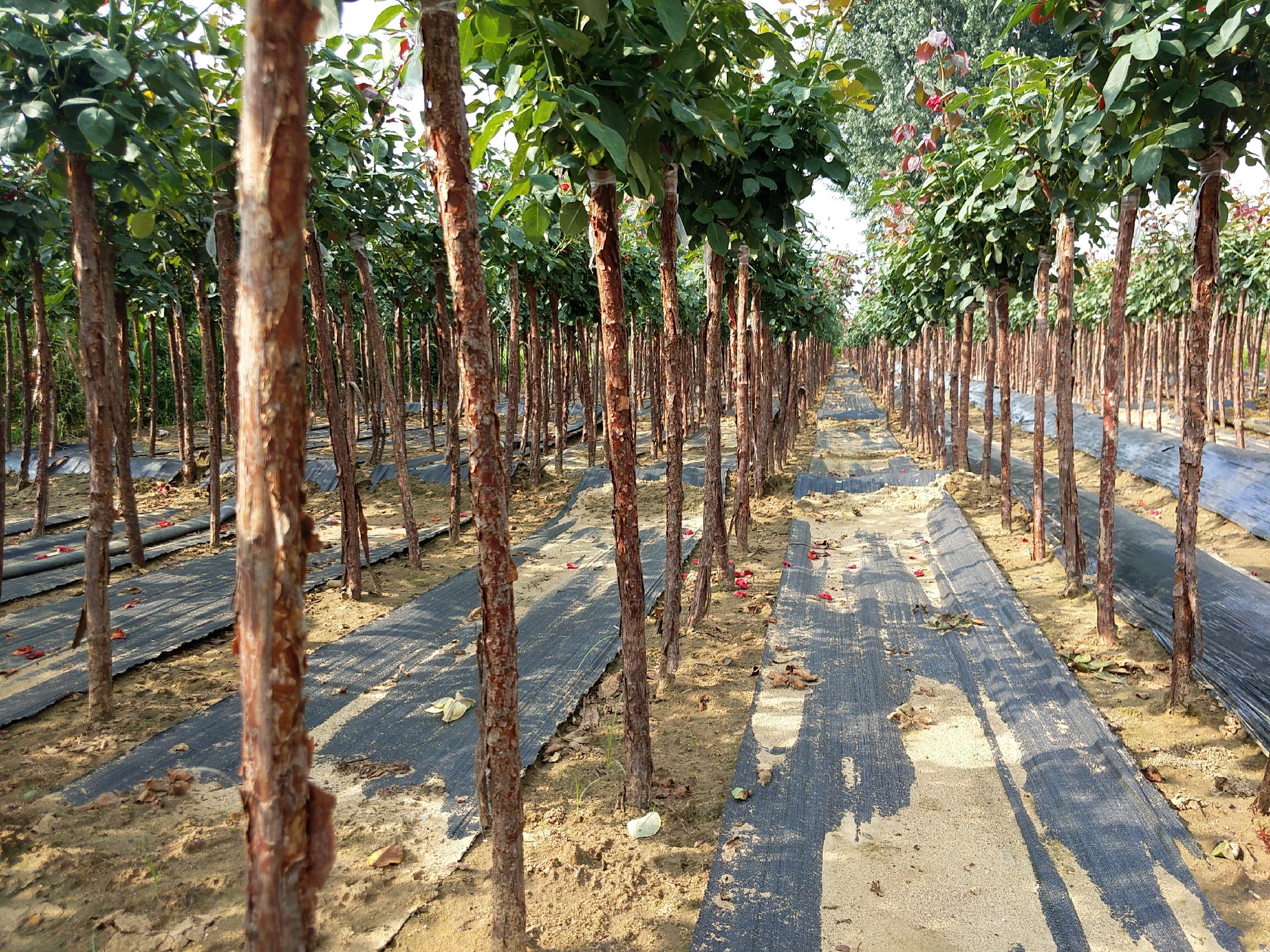 树桩月季大花多色电商打包发货现场