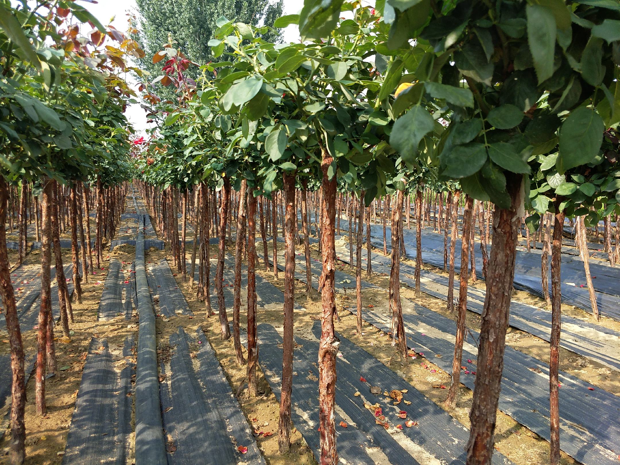 一株完整的大花月季毛球,根部被湿润的苔藓和棕色麻布紧密包裹,外部呈球状,表面可见细小根须渗透出来,背景为浅色木质花架,旁边放置园艺剪刀和手套,展示待种植状态 大花月季毛球特写