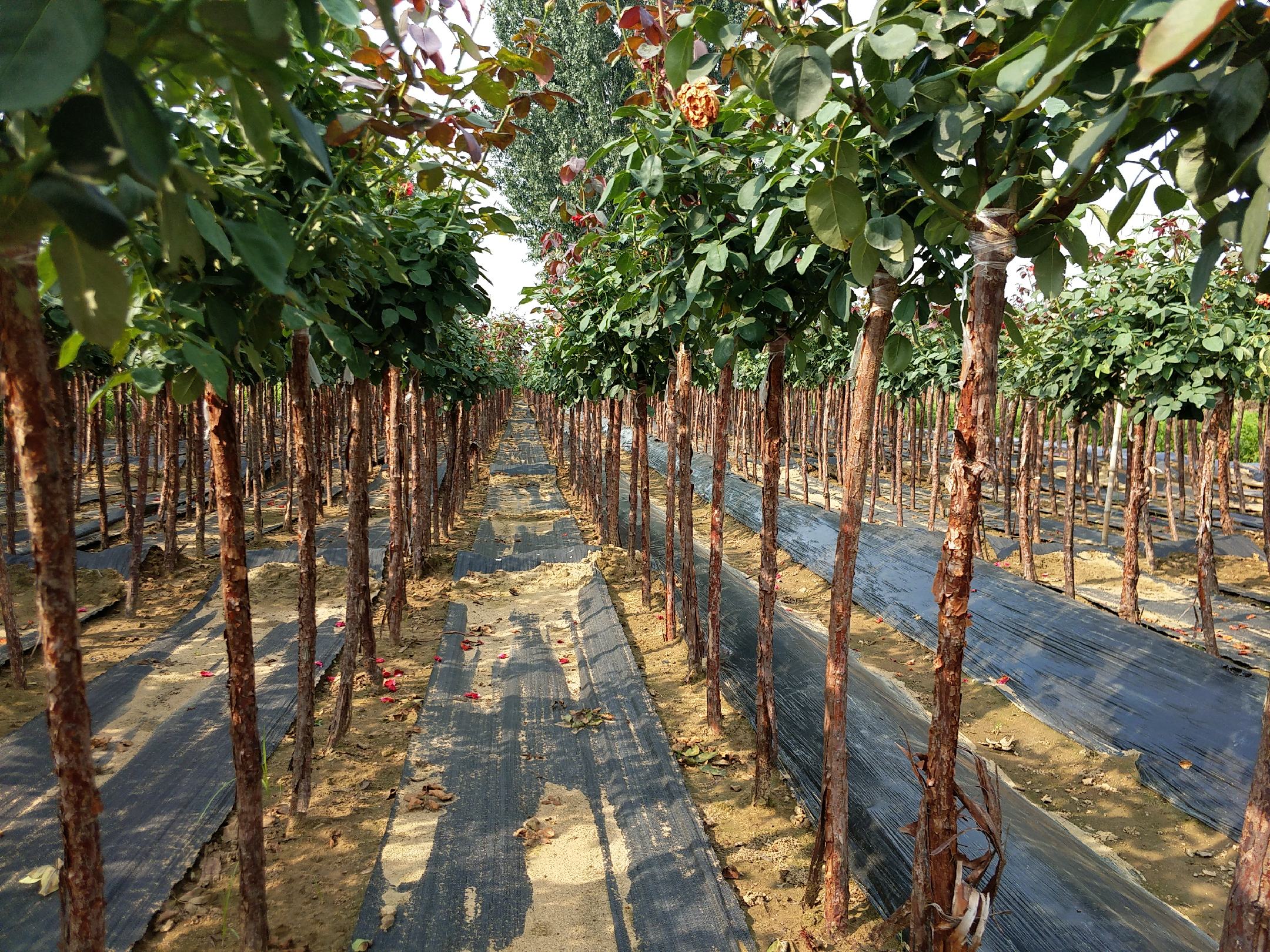 成熟上市的大型藤本月季树商品苗展示区