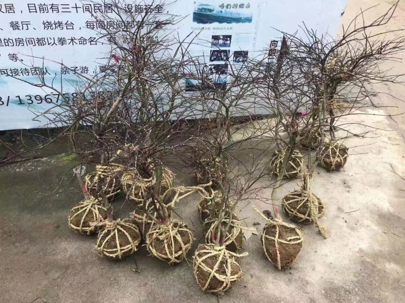 羽毛枫羽毛枫小苗石榴红青龙羽毛枫5/20公分工程苗