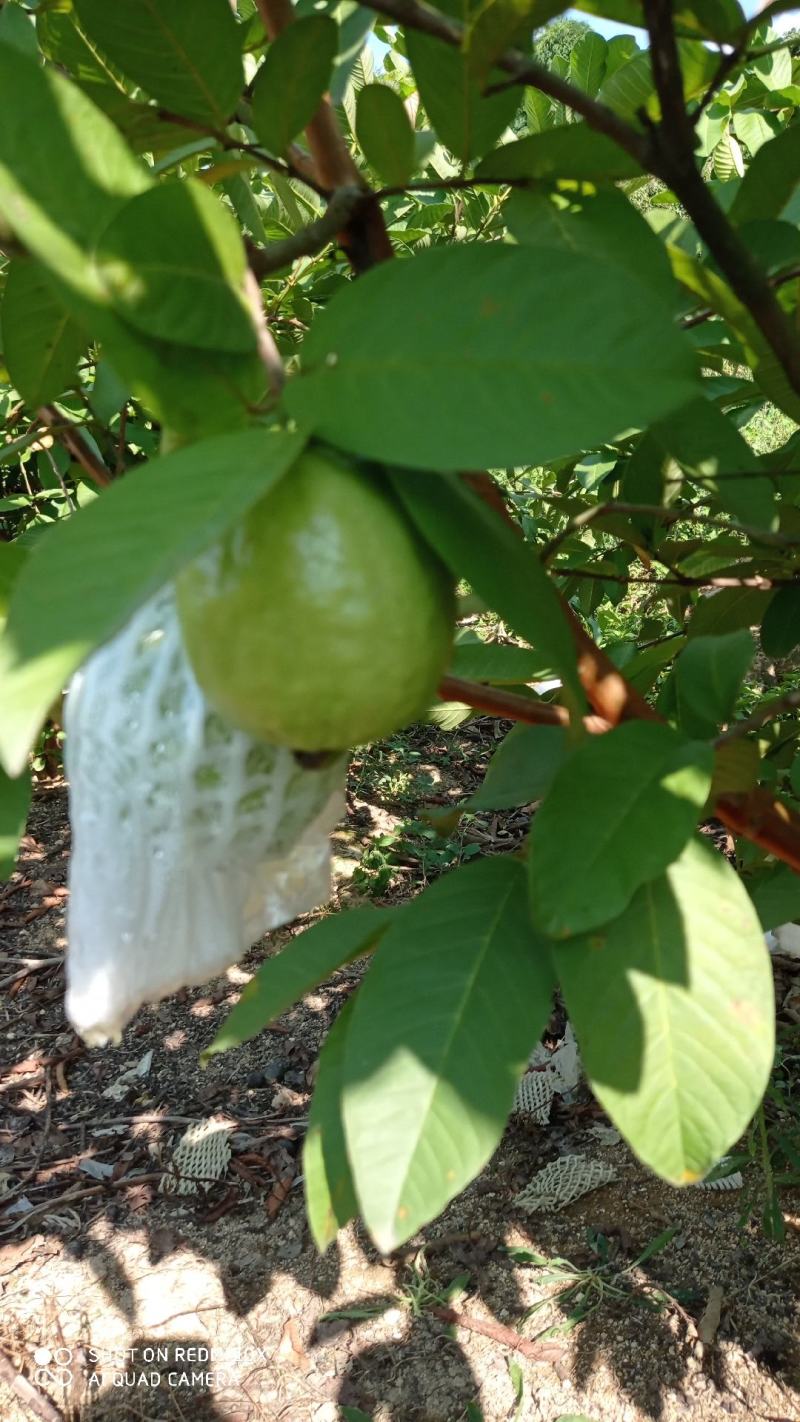 福建热带水果白心番石榴（芭乐）全部都是山上