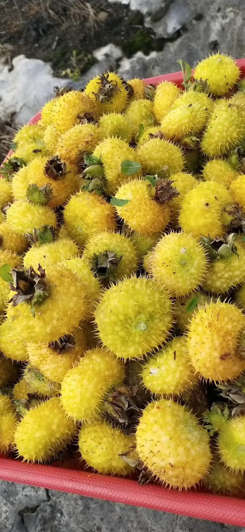 贵州毕节刺梨生果干锅