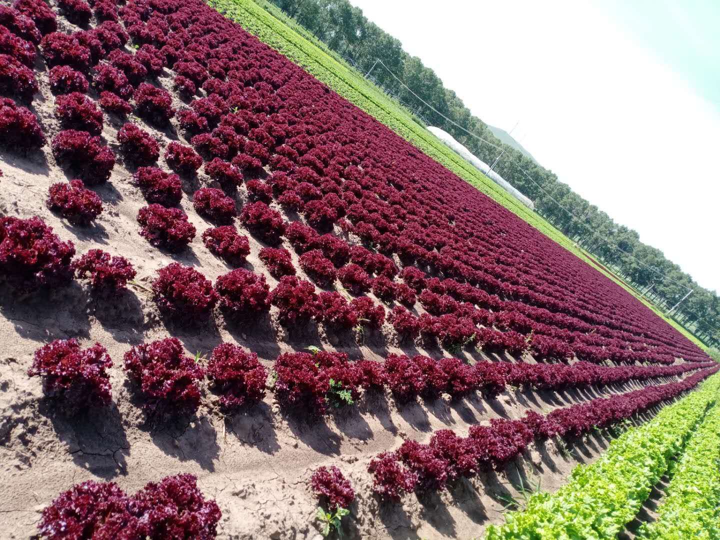 农田中的生菜种植情况 生菜田间种植图
