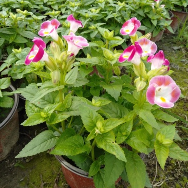 夏槿花，夏瑾杯苗，大量供应双色营养杯夏槿