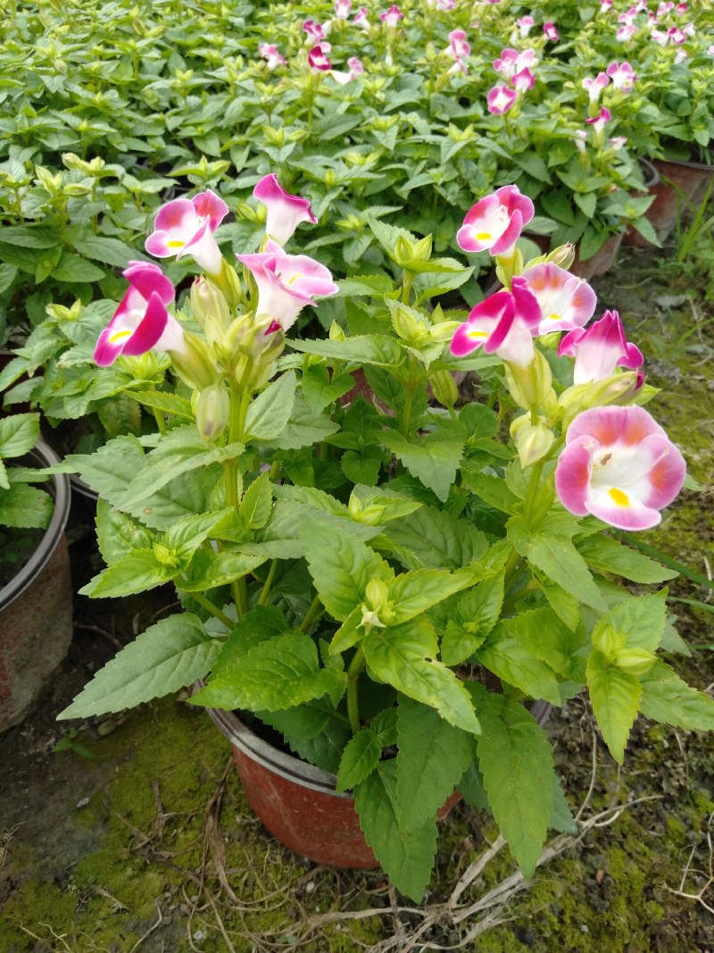 夏槿花，夏瑾杯苗，大量供应双色营养杯夏槿