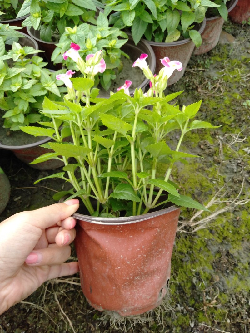夏槿花，夏瑾杯苗，大量供应双色营养杯夏槿