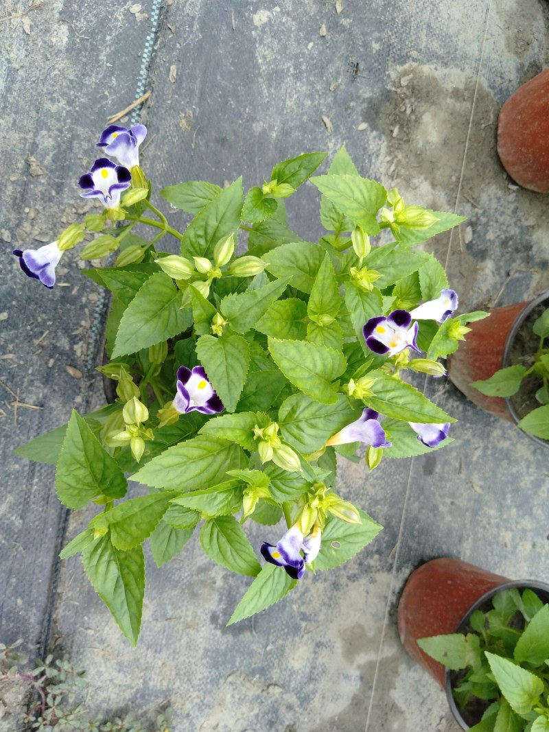 夏槿花，夏瑾杯苗，大量供应双色营养杯夏槿
