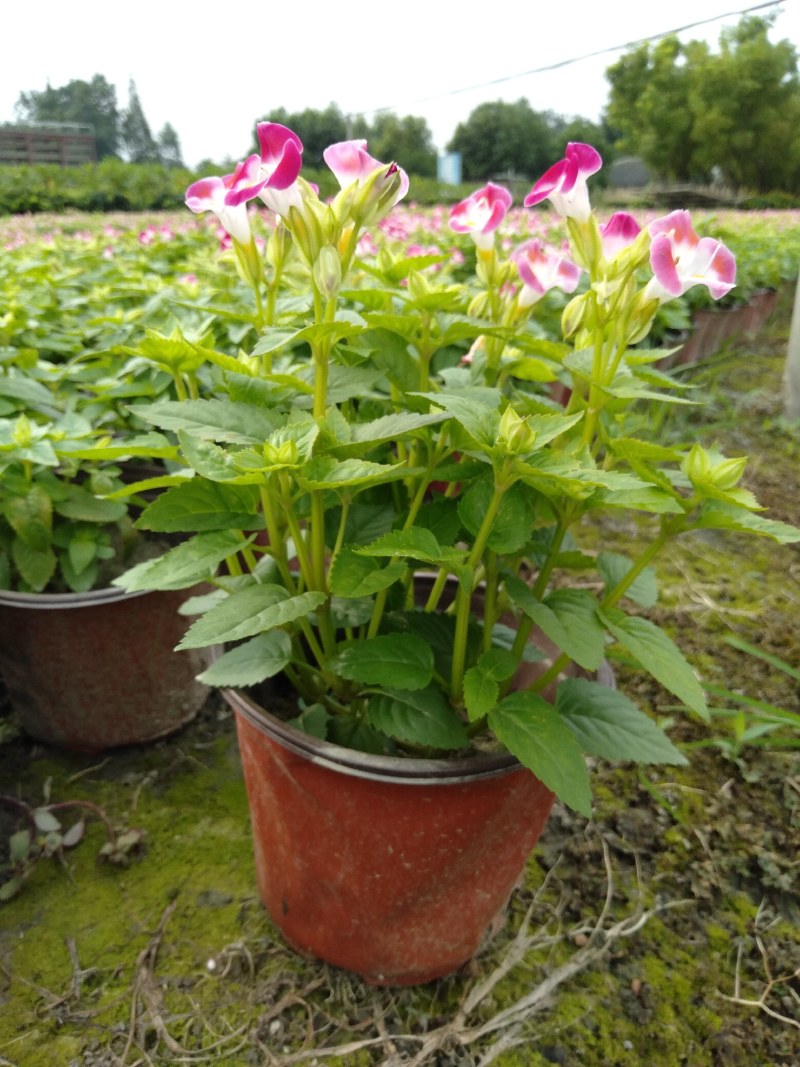 夏槿花，夏瑾杯苗，大量供应双色营养杯夏槿
