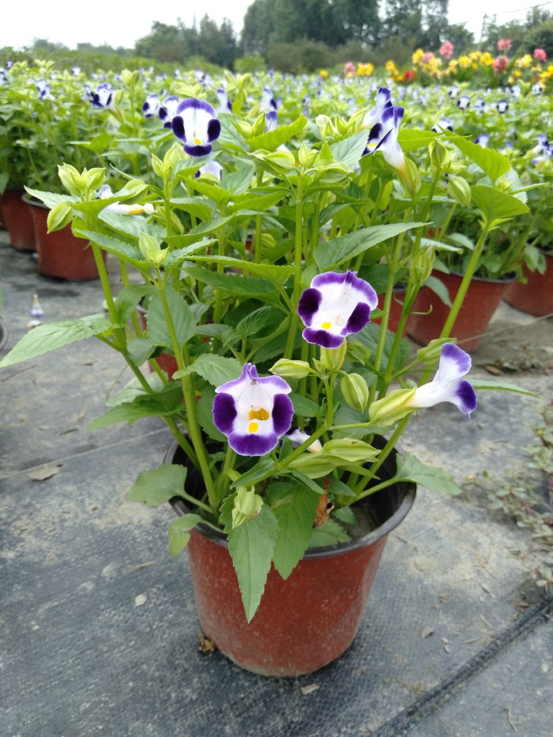 夏槿花，夏瑾杯苗，大量供应双色营养杯夏槿