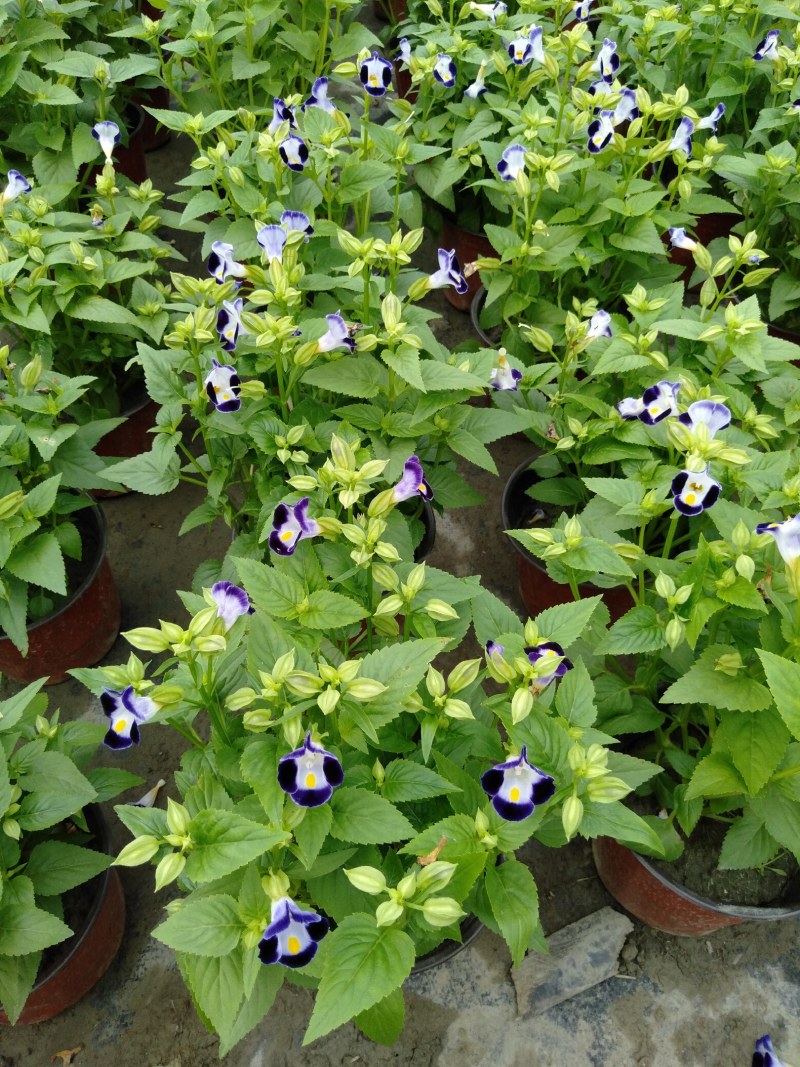 夏槿花，夏瑾杯苗，大量供应双色营养杯夏槿