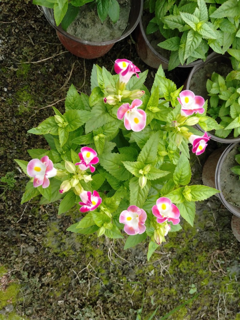 夏槿花，夏瑾杯苗，大量供应双色营养杯夏槿
