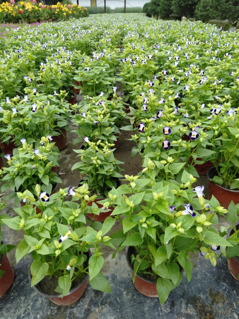夏槿花，夏瑾杯苗，大量供应双色营养杯夏槿