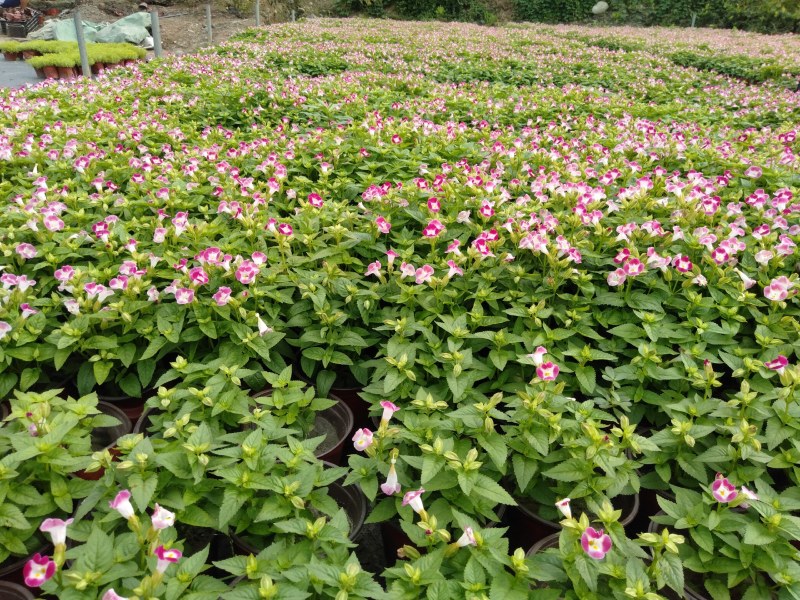 夏槿花，夏瑾杯苗，大量供应双色营养杯夏槿