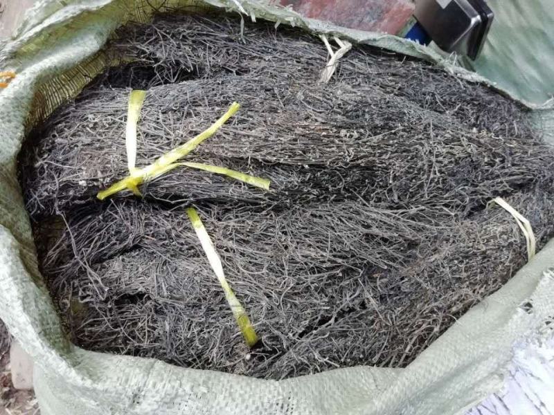 齐手正品白花蛇舌草，白花蛇舌草产地直供，欢迎选购