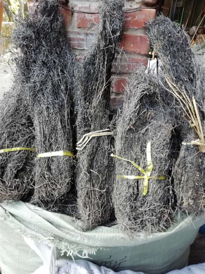 齐手正品白花蛇舌草，白花蛇舌草产地直供，欢迎选购