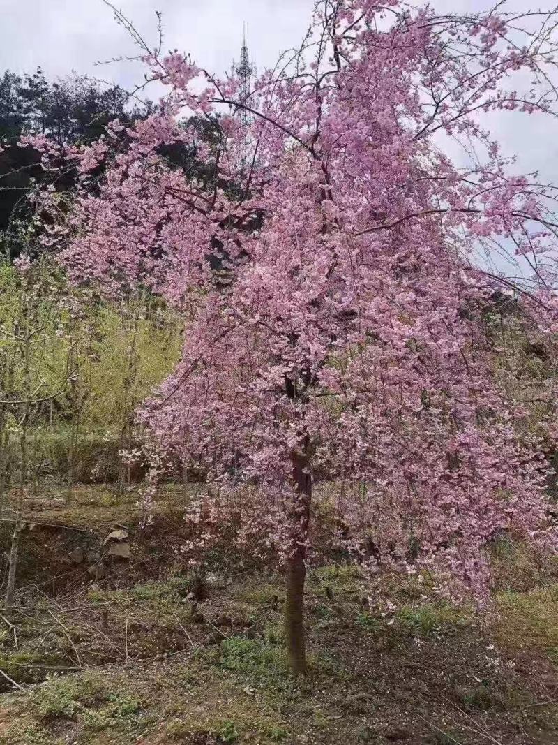 牡丹樱小苗大红花牡丹樱苗新品种牡丹樱花红粉佳人樱花苗