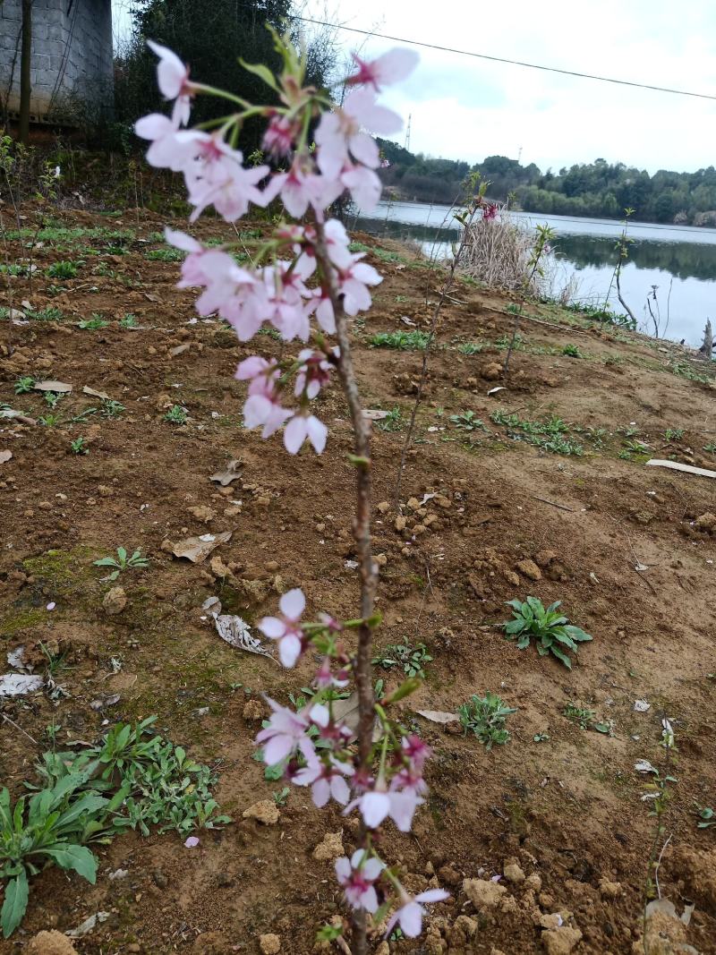 牡丹樱小苗大红花牡丹樱苗新品种牡丹樱花红粉佳人樱花苗