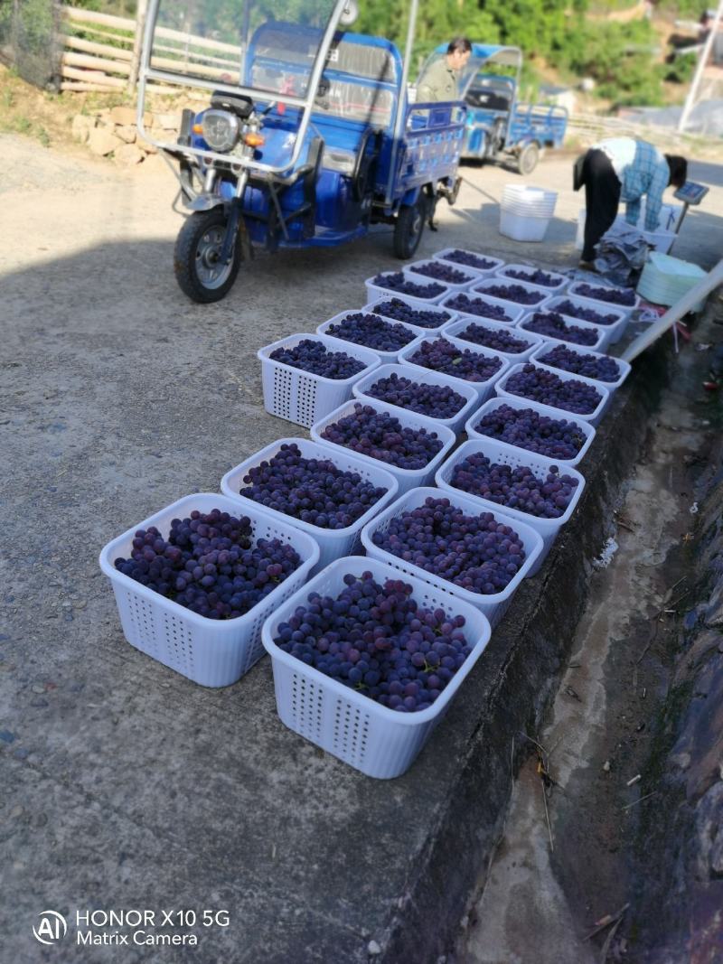 福安巨峰葡萄生产基地