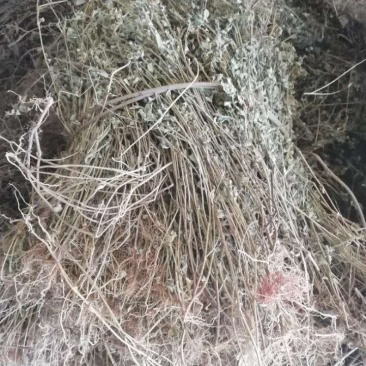 精品飞扬草，优质飞扬草条，飞扬草切段，广东产地直供