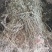 精品飞扬草，优质飞扬草条，飞扬草切段，广东产地直供