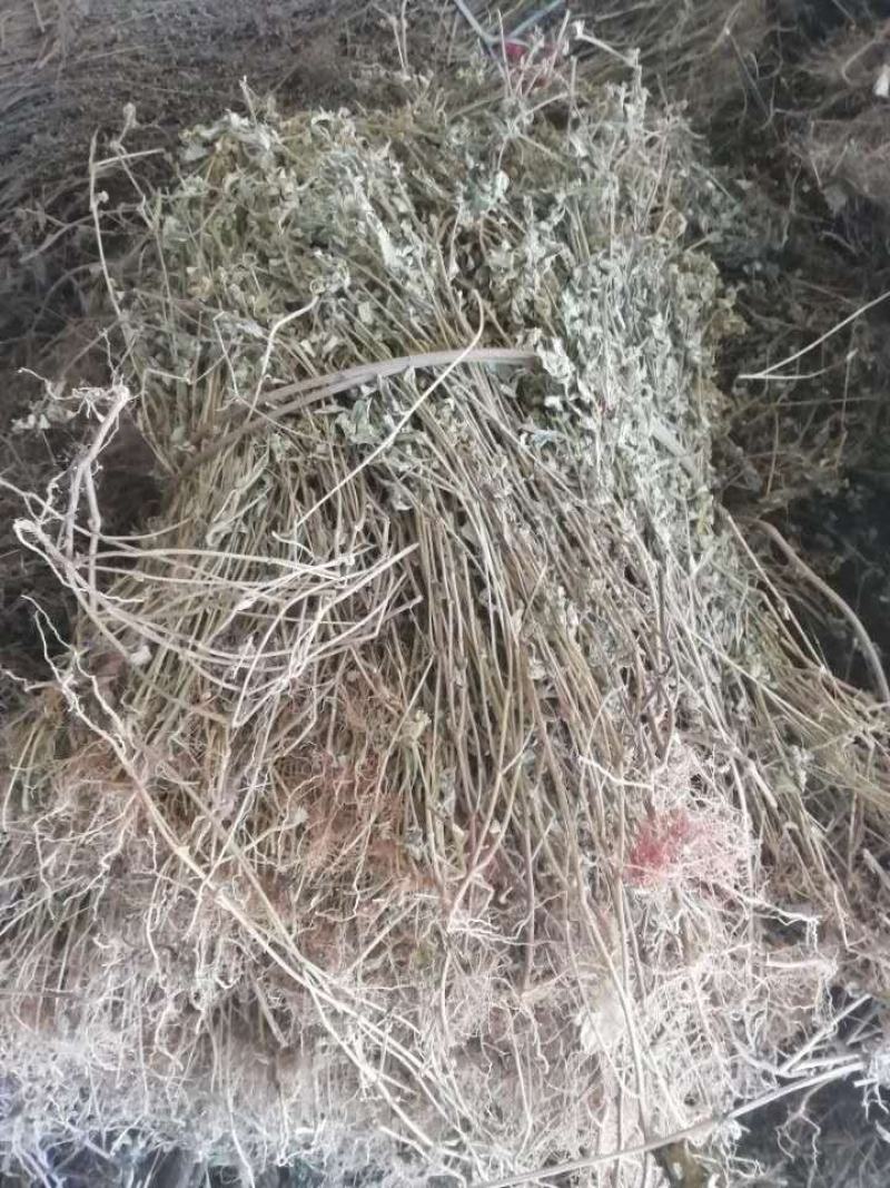 精品飞扬草，优质飞扬草条，飞扬草切段，广东产地直供