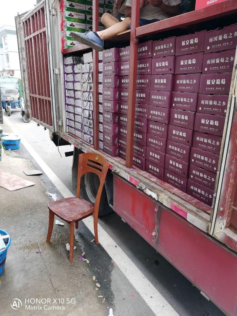 福安巨峰葡萄生产基地