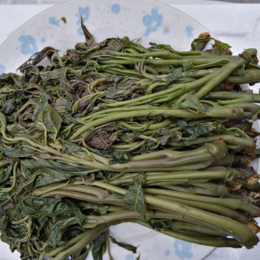 【源头厂家】山东潍坊临朐露天香椿咸菜手工腌制