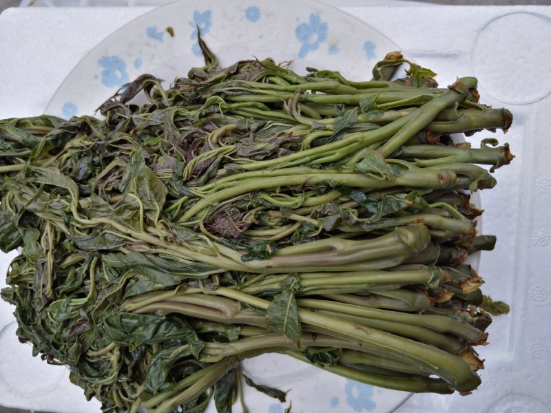 【源头厂家】山东潍坊临朐露天香椿咸菜手工腌制