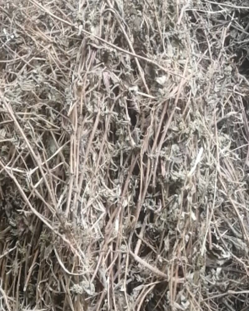 精品飞扬草，优质飞扬草条，飞扬草切段，广东产地直供