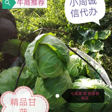 【精品推荐】河北张家口蔚县里外青甘蓝七成菜宣度有保证