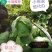 【精品推荐】河北张家口蔚县里外青甘蓝七成菜宣度有保证