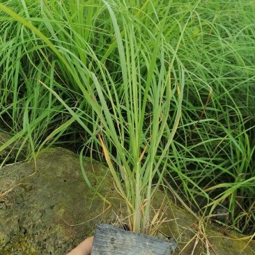 紫穗狼尾草16杯杯苗，紫穗狼尾草价格多少