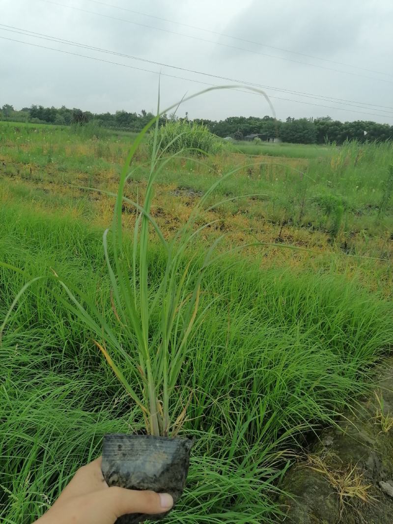 紫穗狼尾草16杯杯苗，紫穗狼尾草价格多少