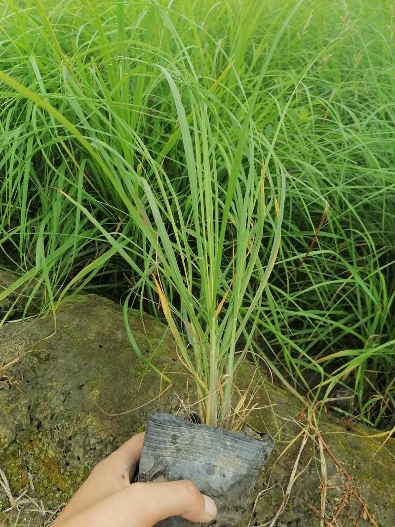 紫穗狼尾草16杯杯苗，紫穗狼尾草价格多少