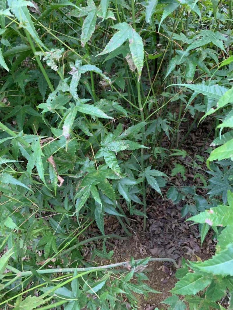 青枫青枫小苗青枫1/10/20公分占地苗工程苗嫁接红枫