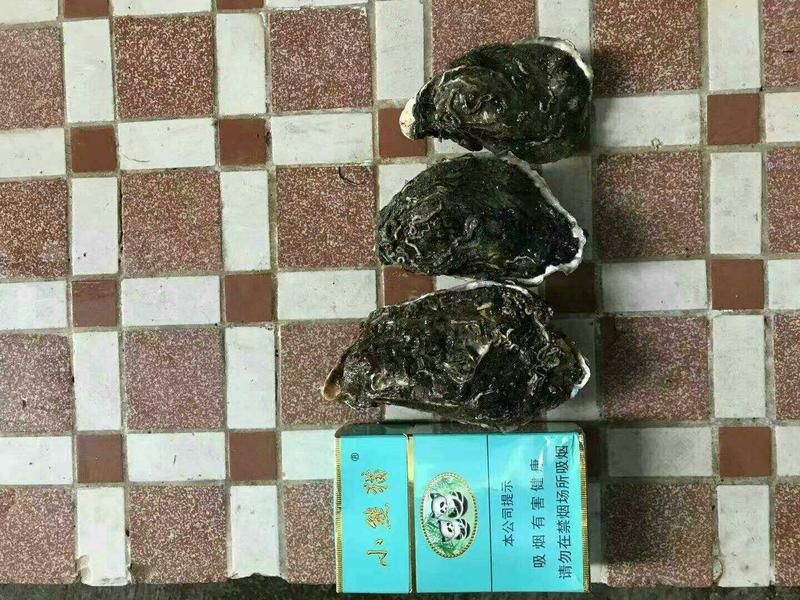 生蚝鲜活烧烤人工现开半壳牡蛎原产地批发海蛎子