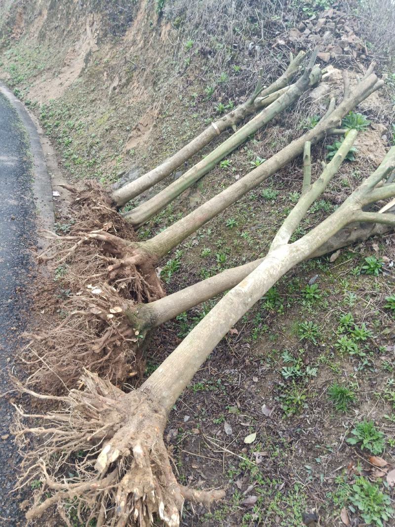 青枫青枫小苗青枫1/10/20公分占地苗工程苗嫁接红枫