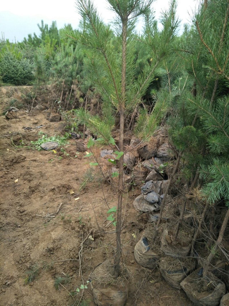 油松杯苗山西产地直发一手货源多种规格可实地考察