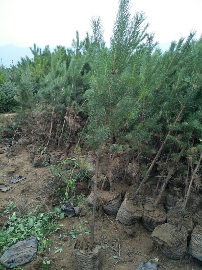 油松杯苗山西产地直发一手货源多种规格可实地考察