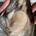 肥肉海鲜带子蒜蓉粉丝带子一手货源，产地直供