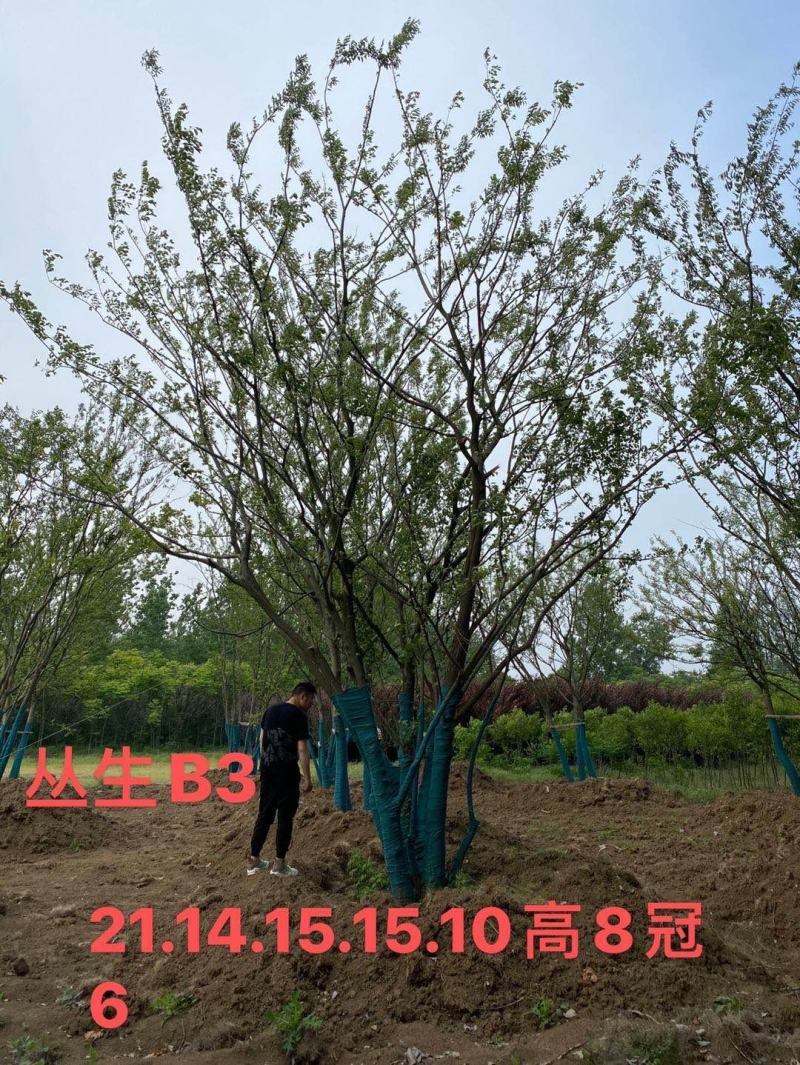 乌桕15公分16公分18公分乌桕价格，乌桕价格