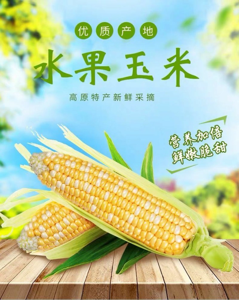 水果玉米可以生吃的新鲜玉米8两起产地现摘现发。