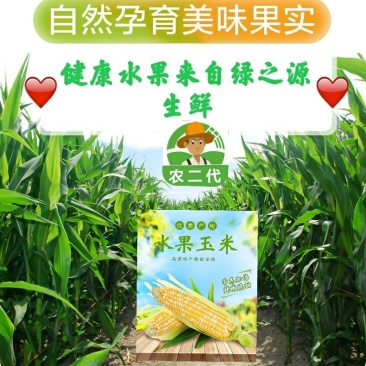 水果玉米可以生吃的新鲜玉米8两起产地现摘现发。