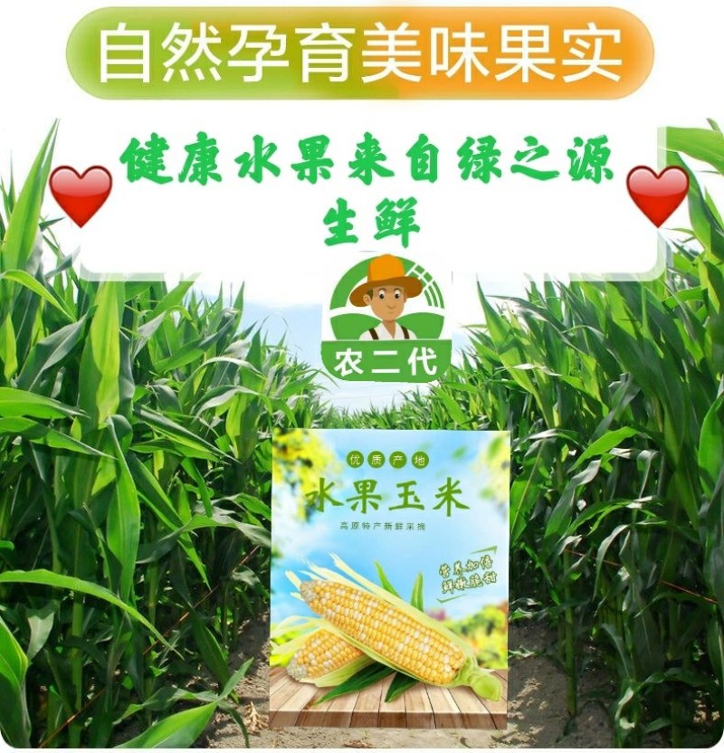 水果玉米可以生吃的新鲜玉米8两起产地现摘现发。