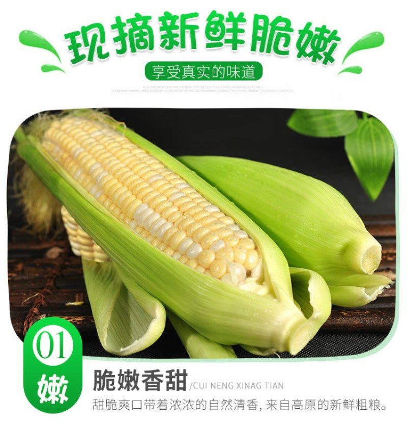 水果玉米可以生吃的新鲜玉米8两起产地现摘现发。